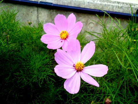 flower0514