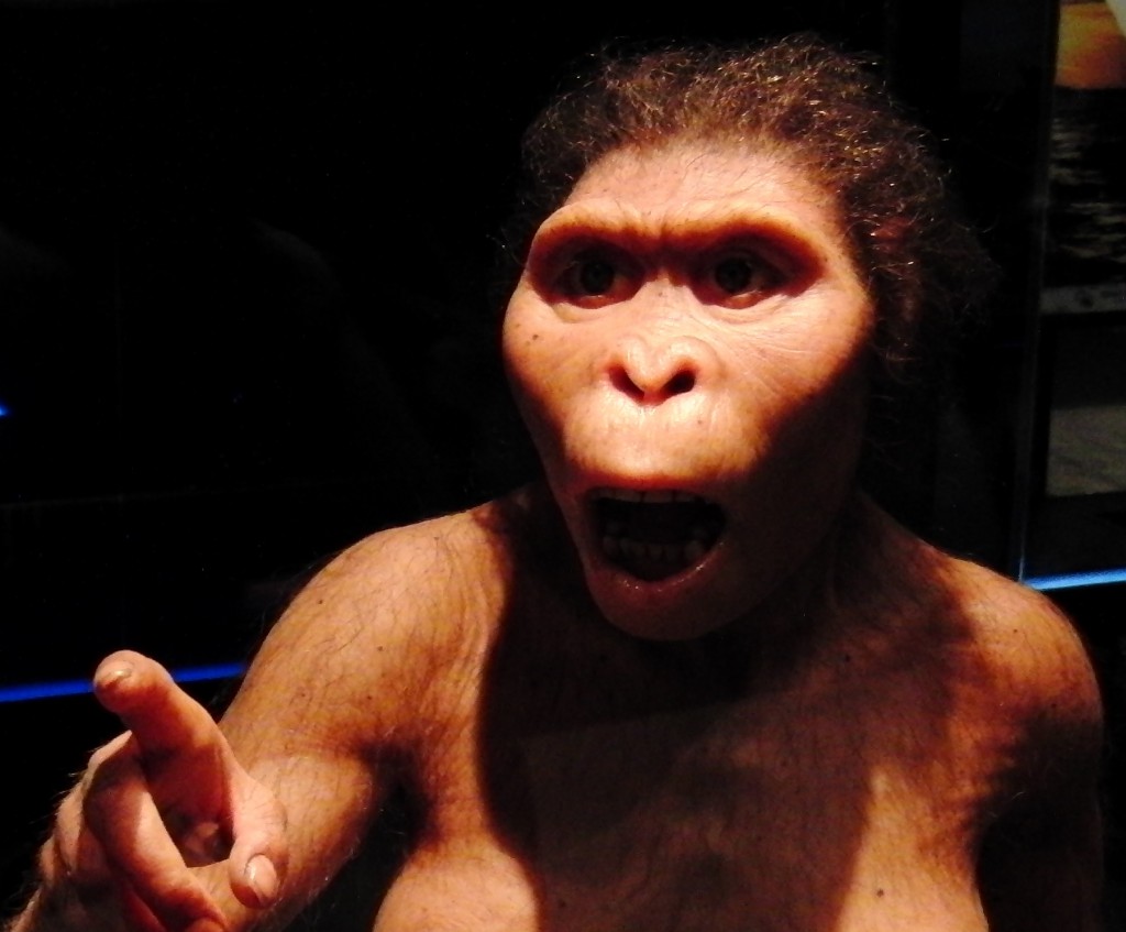 Lucy_Australopithecus_Restoration_model