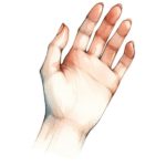 人差し指と薬指の長さの不思議