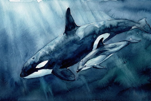 シャチが黙るとき―異種の知性が接続される海