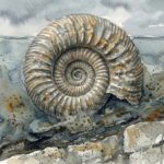 終わりは、いつ終わるのか―境界線の上で見つかった、アンモナイトの短い余命